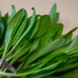 Kako uzgajati divlji bijeli luk iz sjemena: stratifikacija, sadnja prije zime